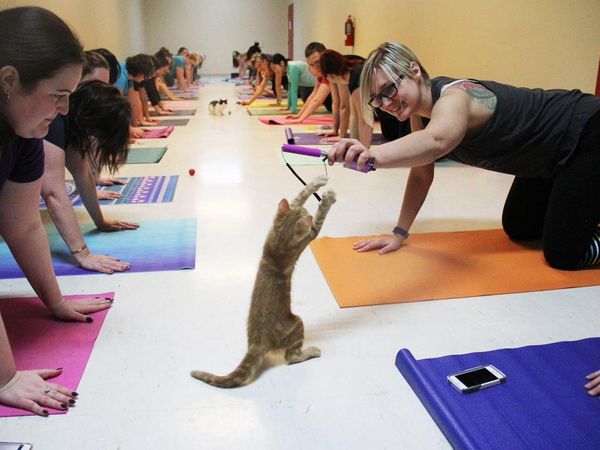 Cat Yoga
