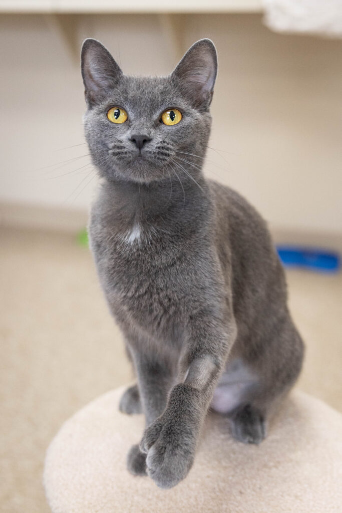Grey Cats for Adoption: Find Your Perfect Furry Friend Today