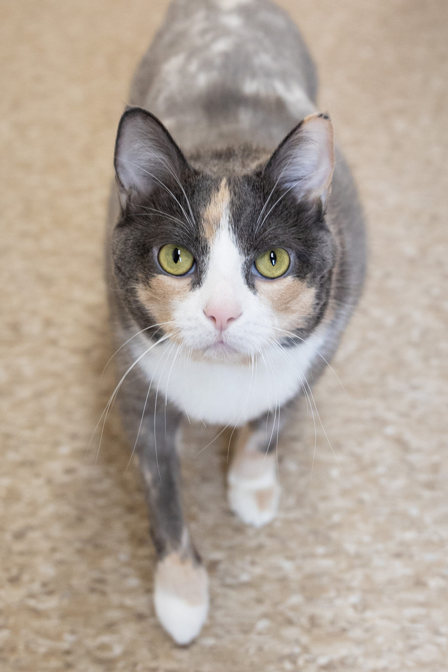 Tabby - Bide Awhile